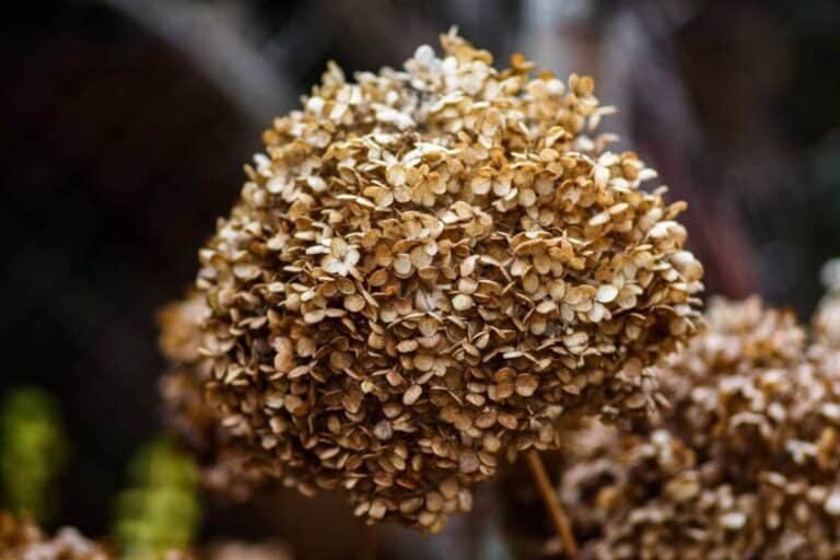 Should You Cut Off Brown Hydrangea Blooms?