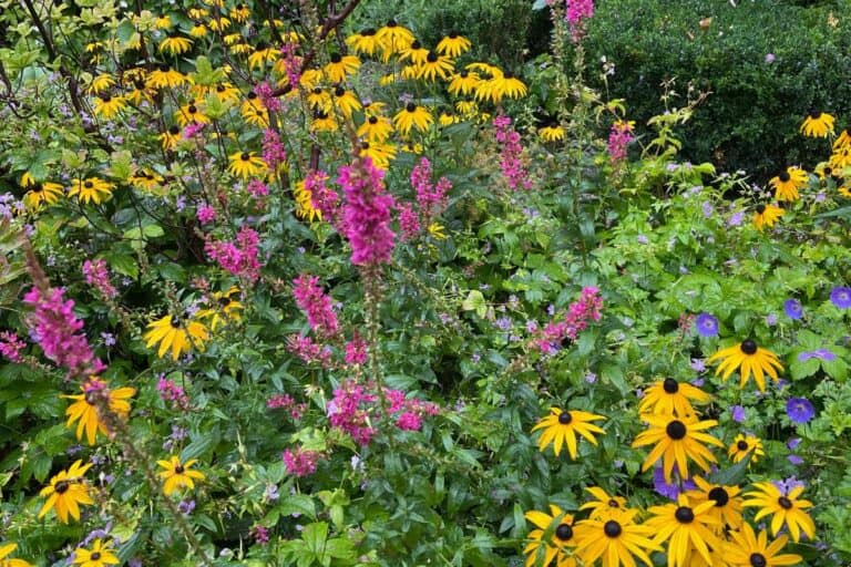 How To Prune Black-Eyed Susans