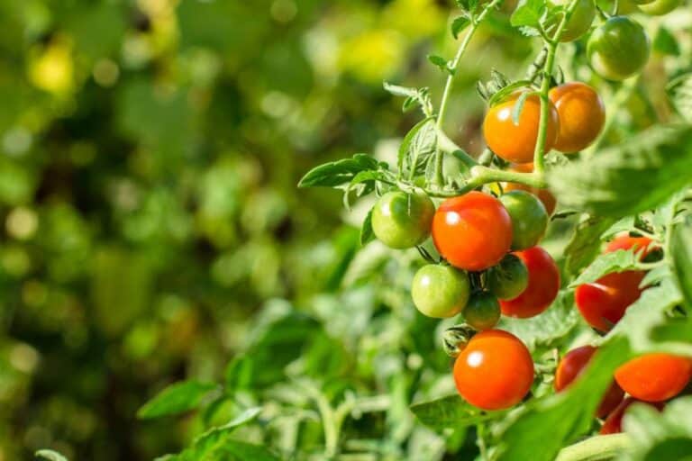How to Plant, Grow, and Harvest Cherry Tomatoes