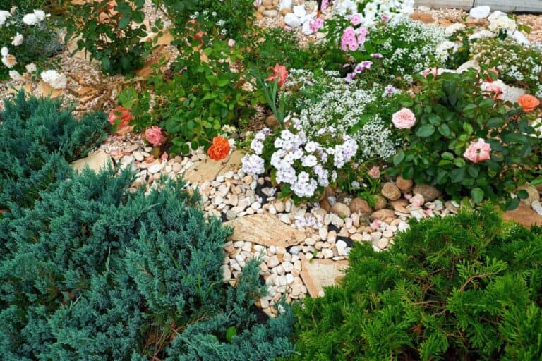 Can You Plant Roses in a Rock Garden?