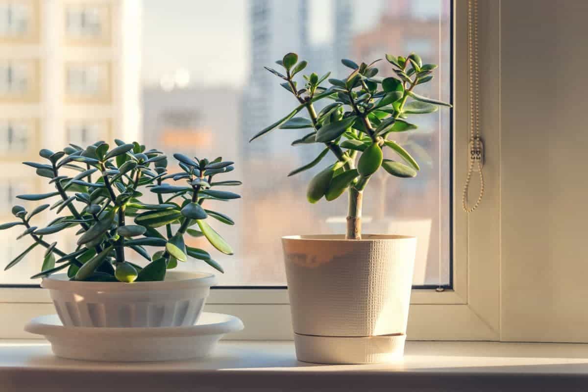 5 Best Locations for a Jade Plant in Your House – TheGrowingLeaf