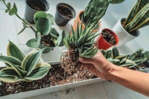 How To Make the Best Snake Plant Soil Mix (DIY Recipe) – TheGrowingLeaf