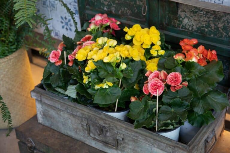 Complete Guide to Overwintering Tuberous Begonias in Pots