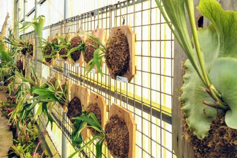 4 Different Ways To Mount a Staghorn Fern