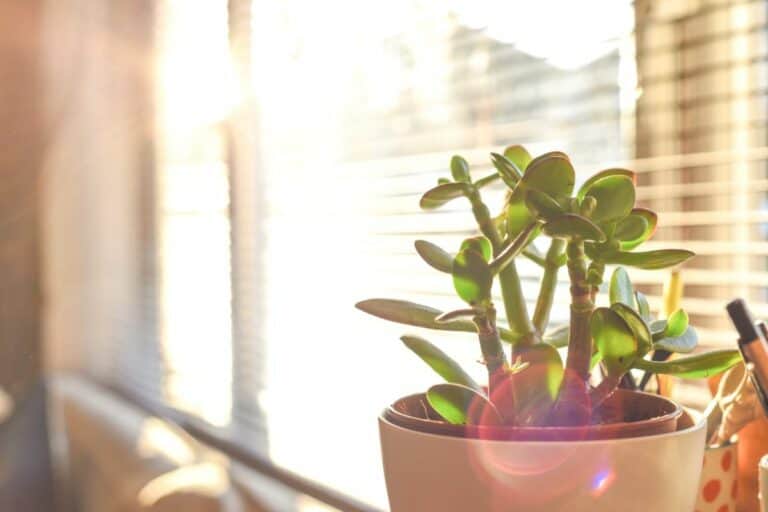 5 Best Locations for a Jade Plant in Your House