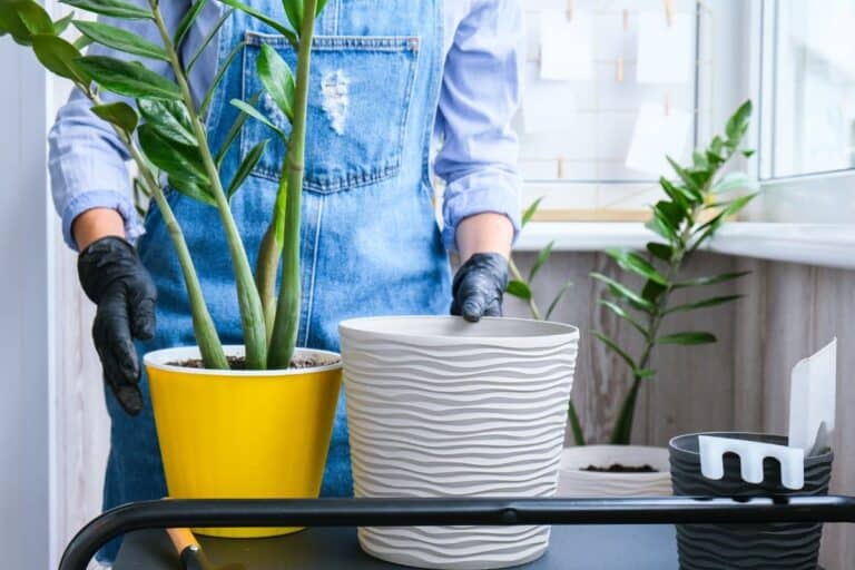 How to Repot a ZZ Plant: A Transplanting Guide