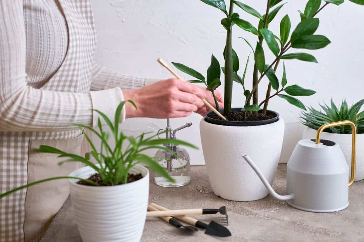 How to Plant, Grow, and Care For ZZ Plants thegrowingleaf