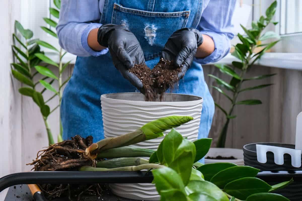 How to Repot a ZZ Plant A Transplanting Guide thegrowingleaf