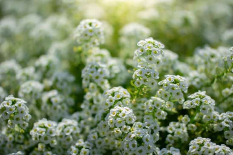 How to Plant, Grow, and Care For (Sweet) Alyssum