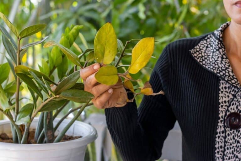 Yellowing Leaves in ZZ Plants: Symptoms, Causes, and Fixes