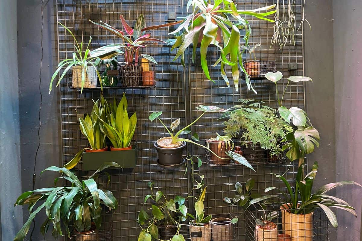 How to Use Regular Fluorescent Lights to Grow Plants thegrowingleaf