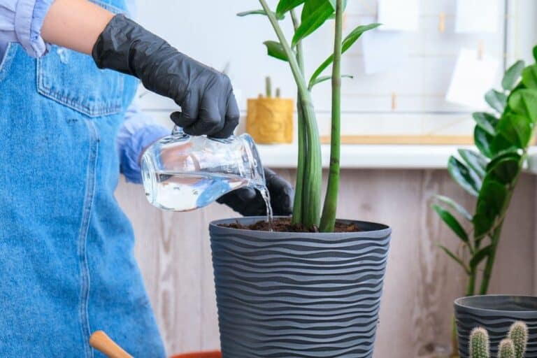 When and How Often to Water ZZ Plants