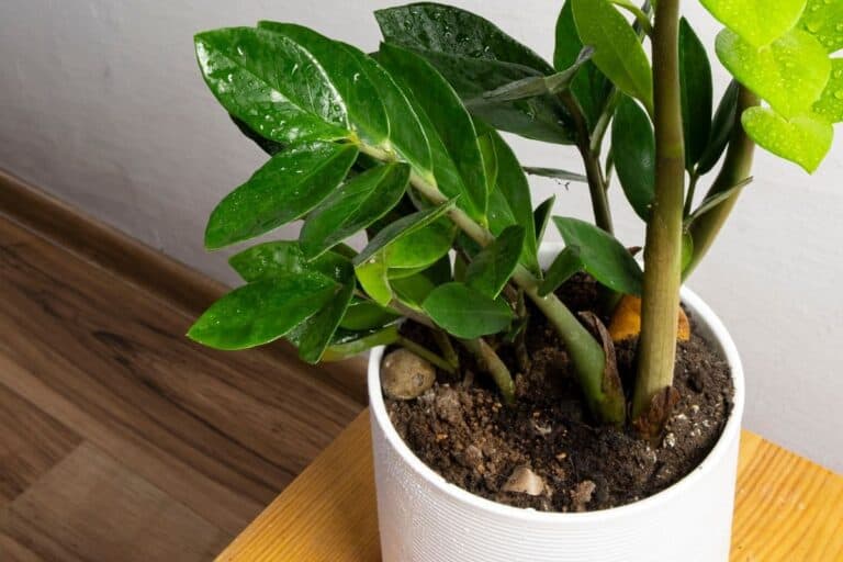 Exposed Bulbs in ZZ Plants: Causes, Diagnosis, and Management