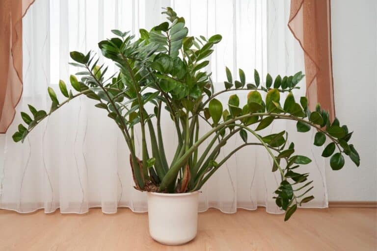 ZZ Plant Not Growing Straight? How To Fix It thegrowingleaf