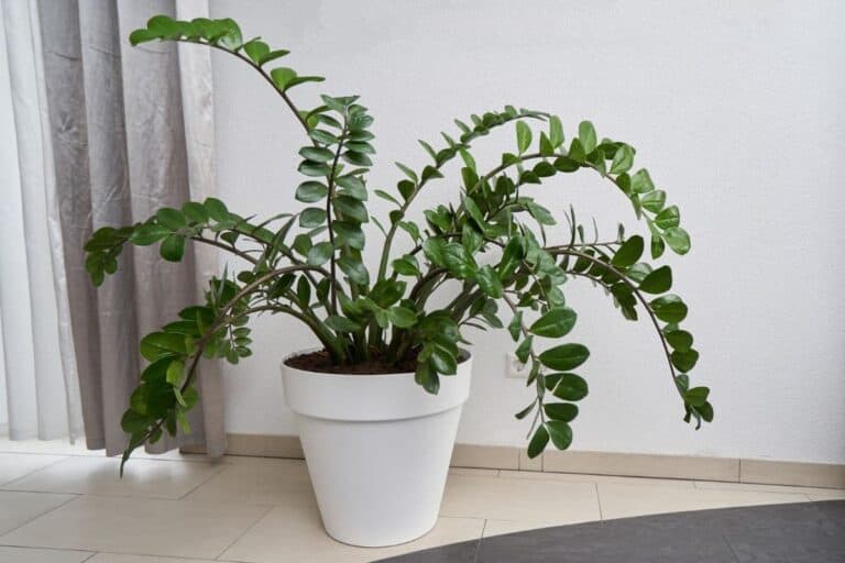 Why ZZ Plants Get Leggy & Leaning (and How to Fix It)