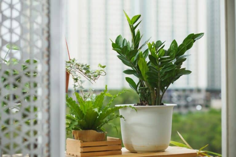 How to Plant, Grow, and Care For ZZ Plants
