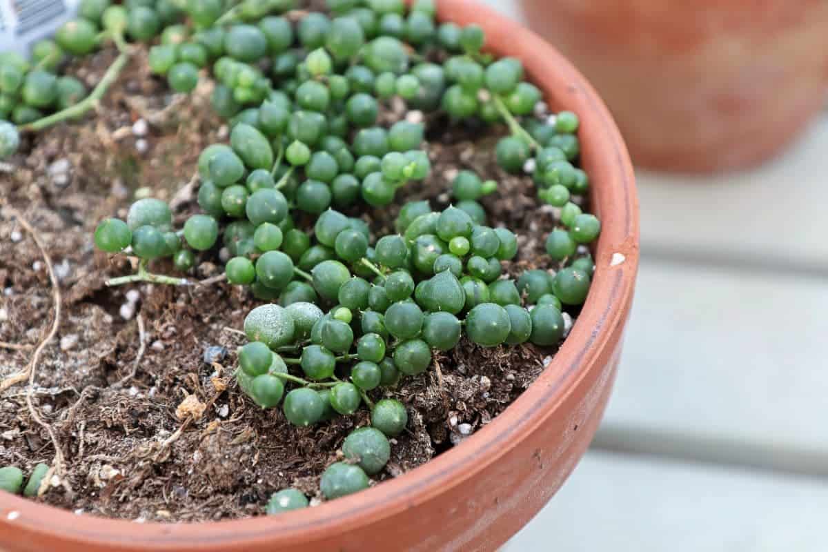 String of Pearls Feels Sticky Common Reasons Explained thegrowingleaf