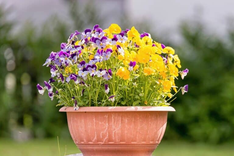 Styrofoam in Planter Bottoms: Drawbacks and Better Options