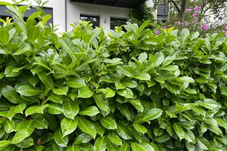 How Close to a House Can You Plant a Laurel Hedge?