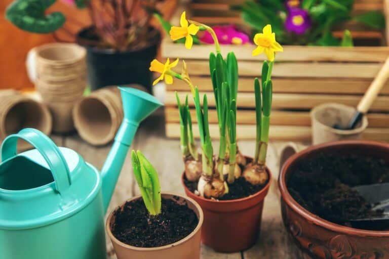 How To Care for Daffodils Indoors (Complete Guide)