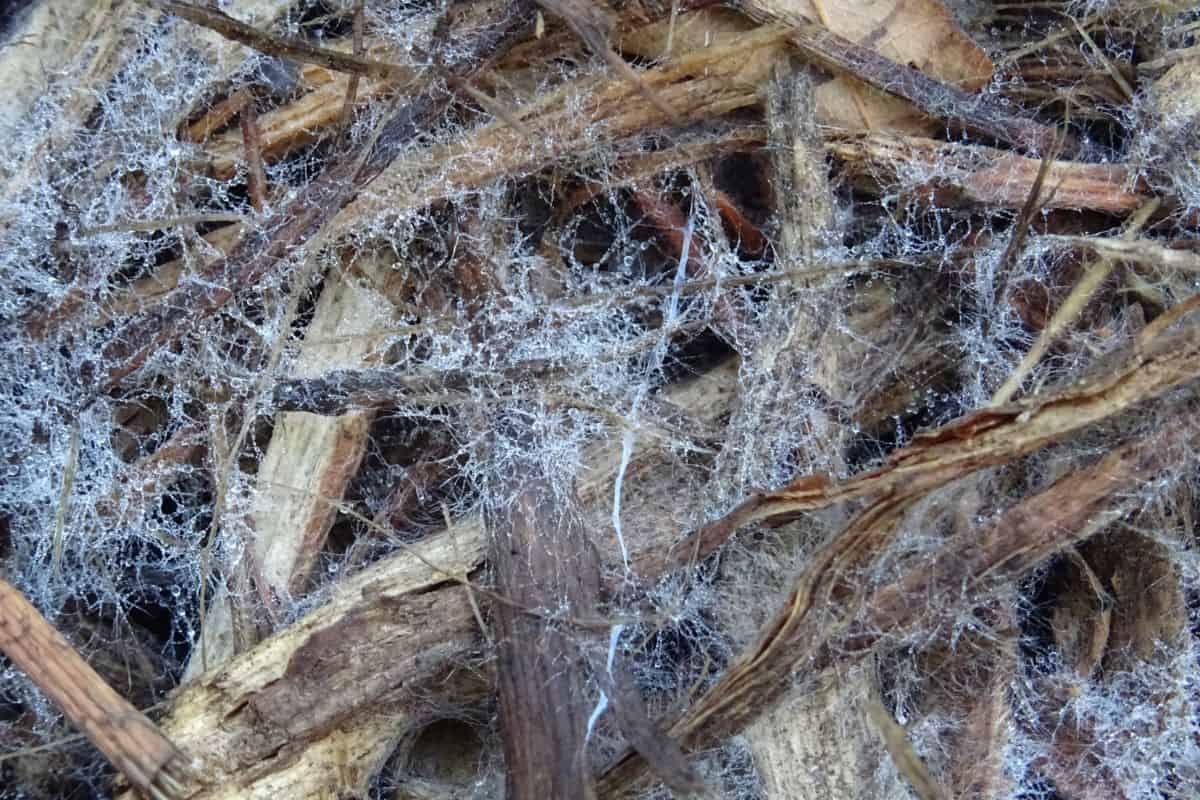 How to Store Unused Bagged and Bulk Mulch for Gardening thegrowingleaf