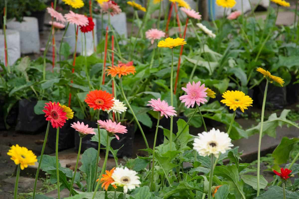 Why Some Daisies Have Pink Tips (The Science Explained) thegrowingleaf