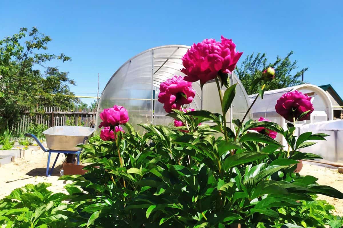 How to Use Sawdust As Mulch in a Vegetable Garden thegrowingleaf