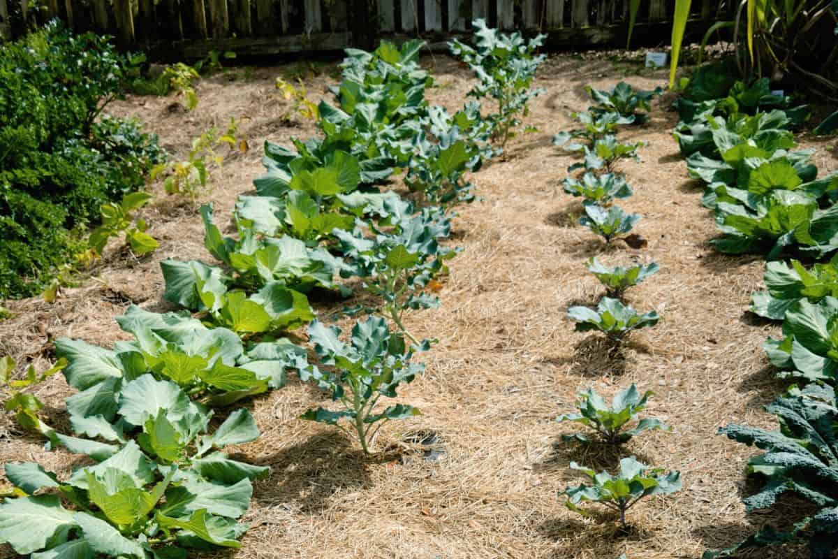 8 Best Organic Mulches for Vegetable Gardens Explained thegrowingleaf