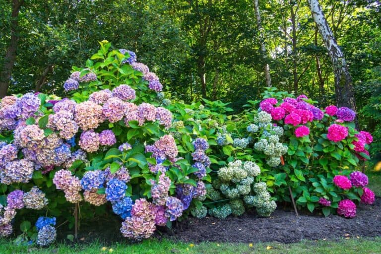 6 Ways to Make Soil More Acidic for Blue Hydrangeas
