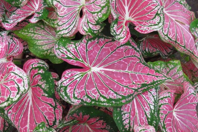 7 Signs Your Caladium Bulbs Are Dead