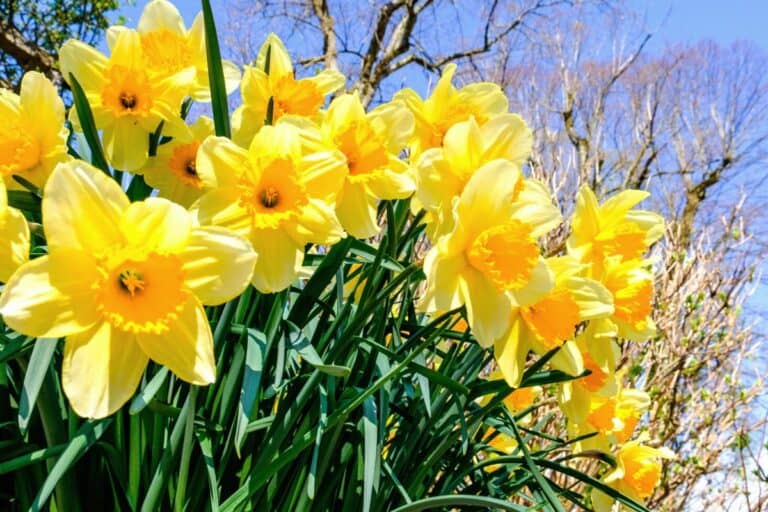 How to Plant, Grow, and Care For Daffodils