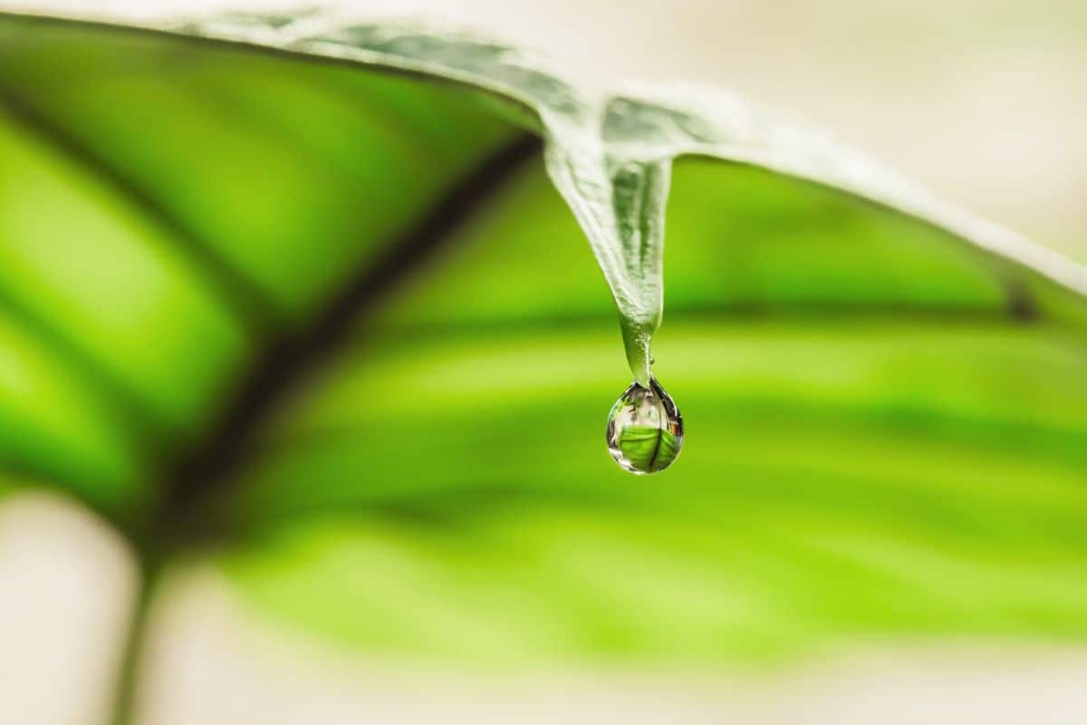 What It Means When Indoor Plants Drip Water From Leaves thegrowingleaf