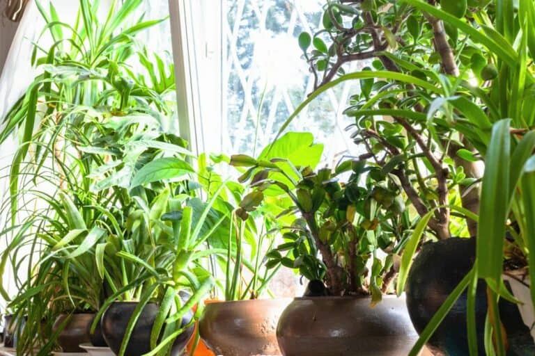 What It Means When Indoor Plants Drip Water From Leaves