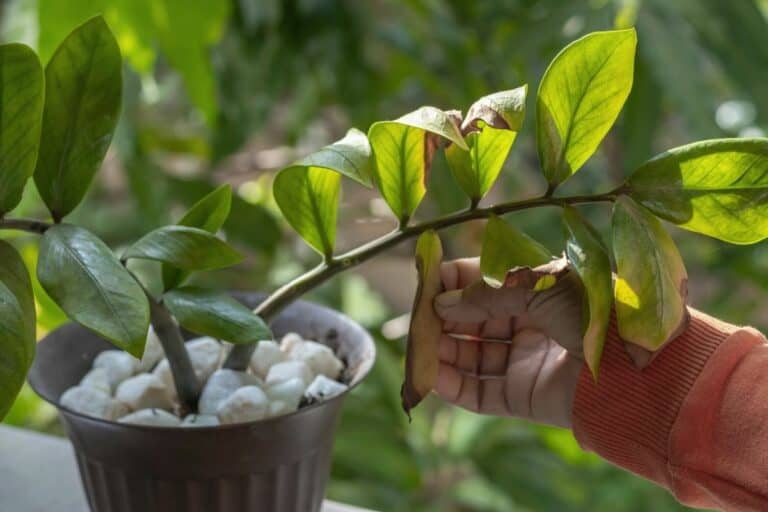 8 Common Causes for Holes in ZZ Plant Leaves (and Fixes)