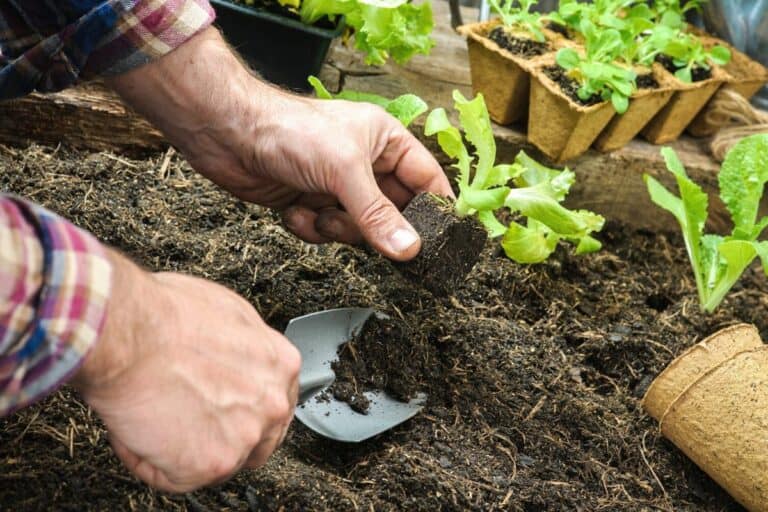 How to Safely Plant Vegetables With Daffodil Bulbs