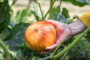 How to Plant, Grow, and Harvest Pumpkins (Ultimate Guide) – TheGrowingLeaf