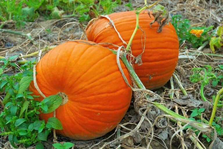 How to Plant, Grow, and Harvest Pumpkins (Ultimate Guide)