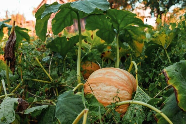 8 Common Reasons Why Your Pumpkins are Sticky