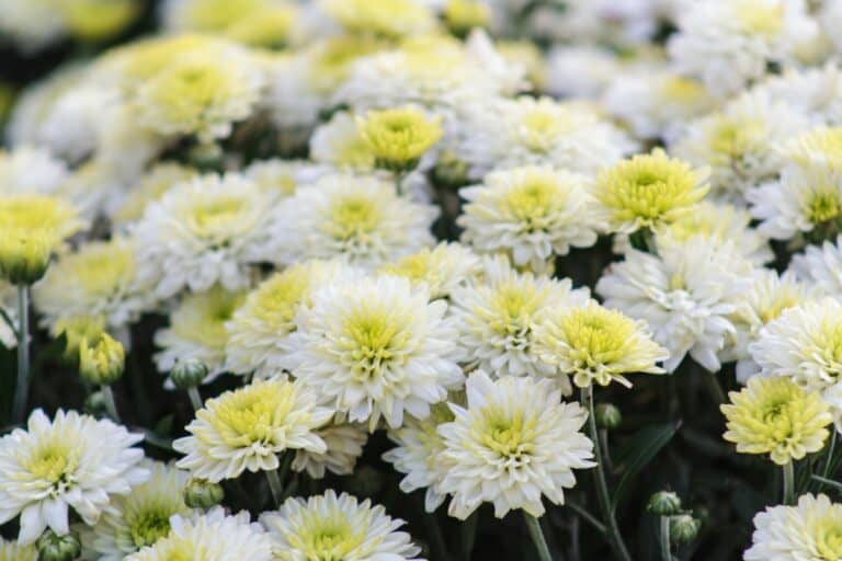 When Is It Too Late To Cut Back Mums?