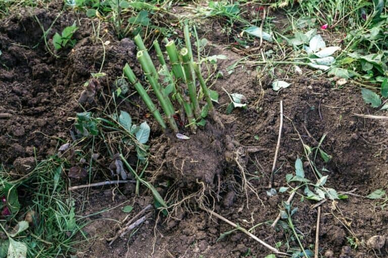 Which Flower Bulbs Need To Be Dug Up