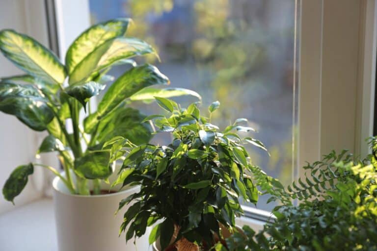 Why and How Often You Should Rotate Houseplants