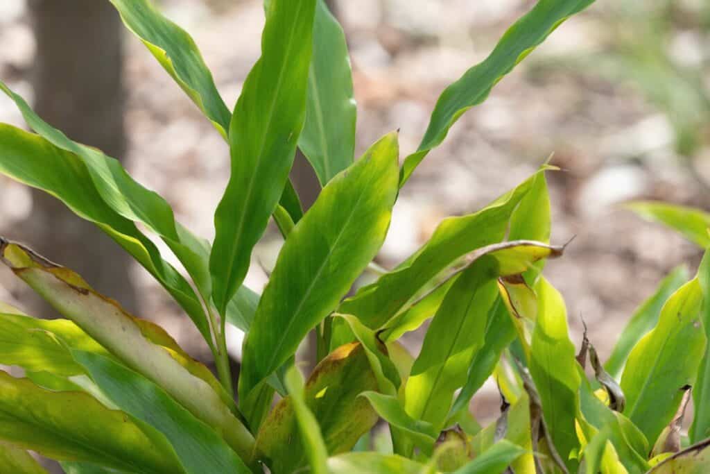 How To Plant a Cardamom Plant The Complete Guide thegrowingleaf