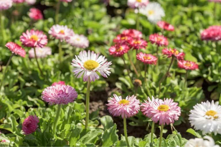 Why Some Daisies Have Pink Tips (The Science Explained)