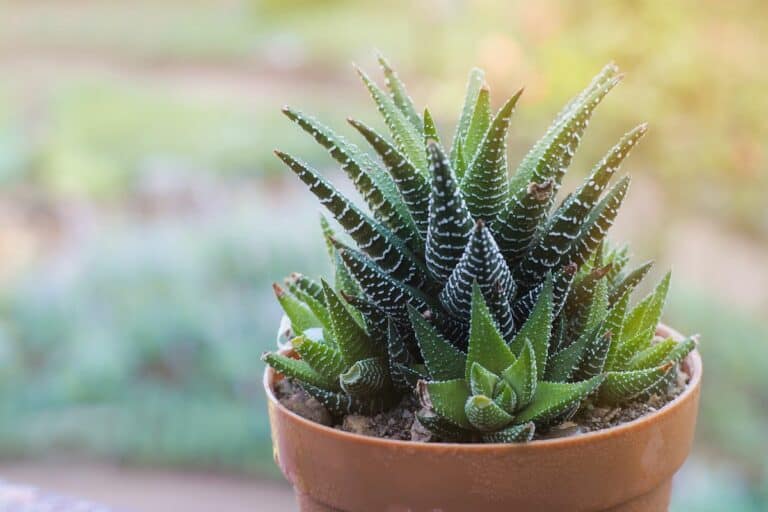 9 Common Causes For Your Haworthia Turning Brown