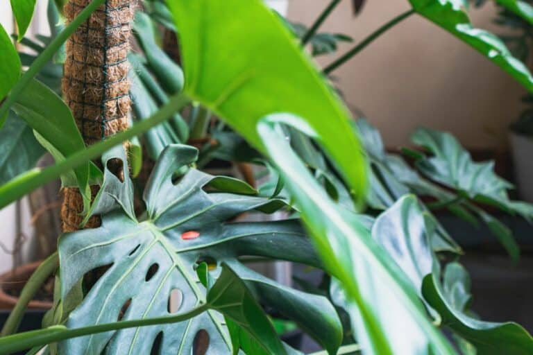 How to Grow Monstera on a Moss Pole