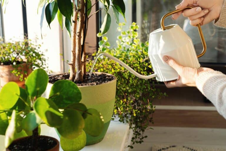 Hydrophobic Soil in Houseplants: Symptoms, Causes, and Fixes