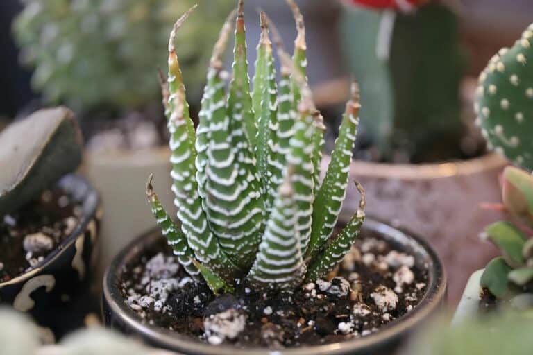 How to Plant, Grow, and Care For Haworthia Succulents