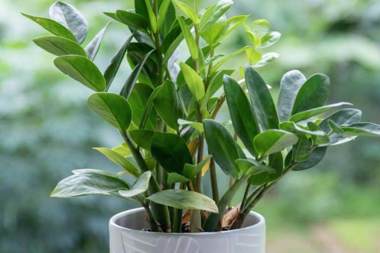 Why Your ZZ Plant is Stunted: Symptoms, Causes, and Fixes