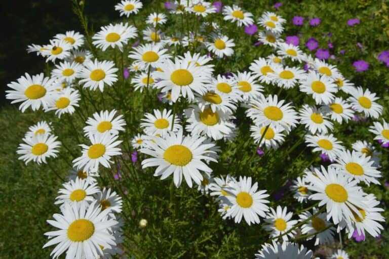 How to Plant, Grow, and Care For Daisies