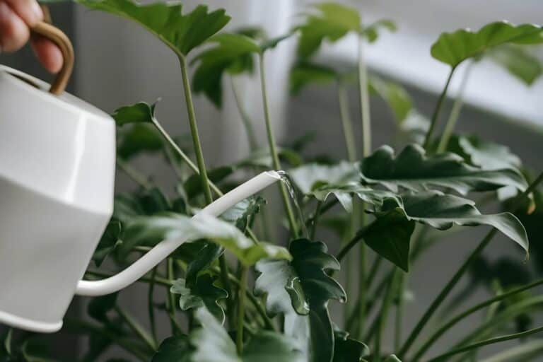 Overwatering in Houseplants: Symptoms, Causes, and Fixes